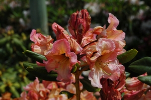 Rhodo Twice as Nice